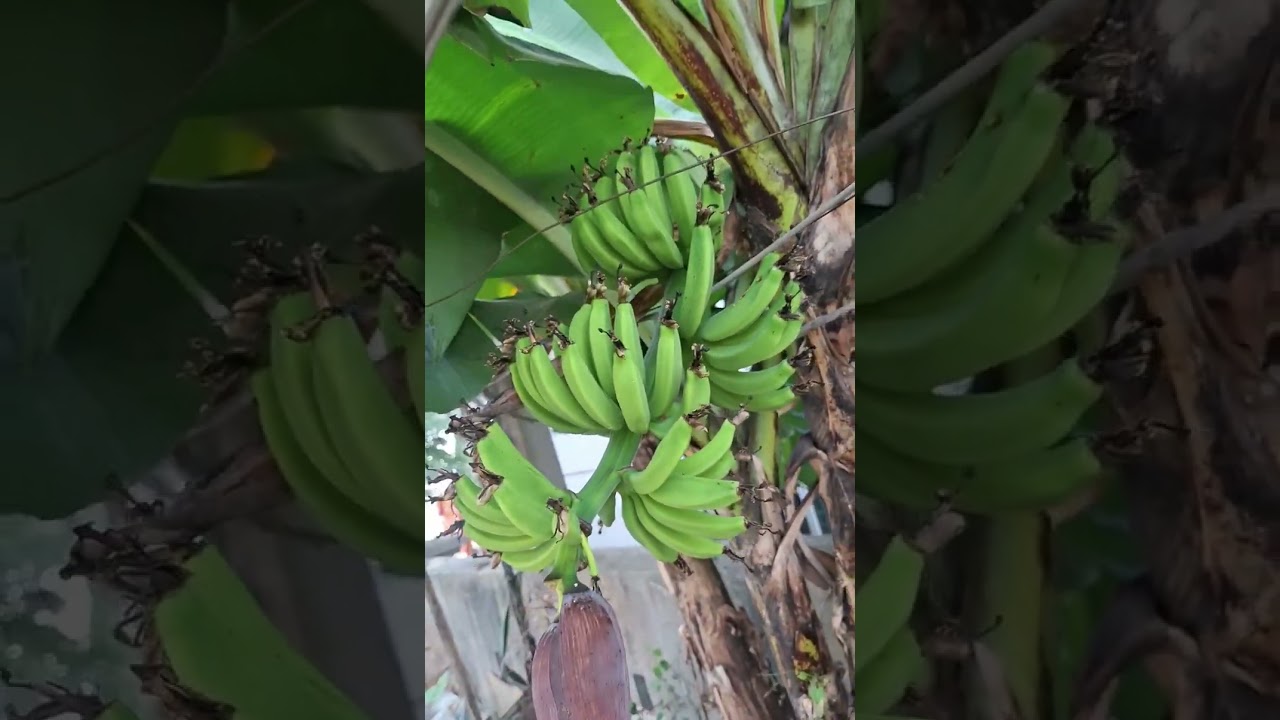 আমার শাশুড়ীর ছাদ বাগান।