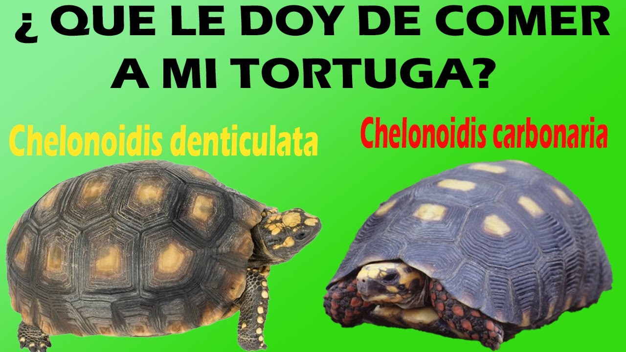 ¿Que come una Tortuga Morrocoy Patas Rojas y Amarillas ? evite el piramidismo con esta dieta