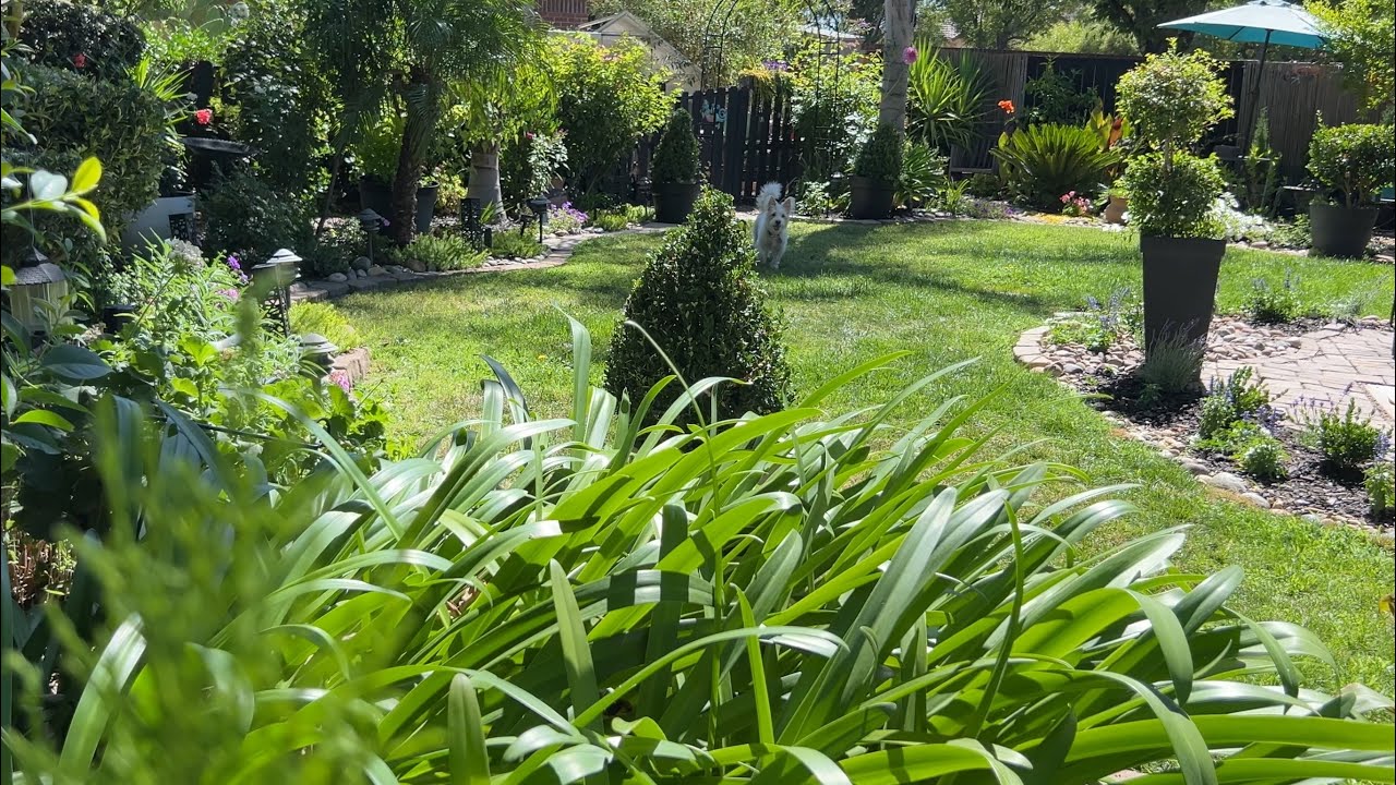 Peaceful and Relaxing August Morning in the Garden 🌿 | For Fellow Garden Lovers