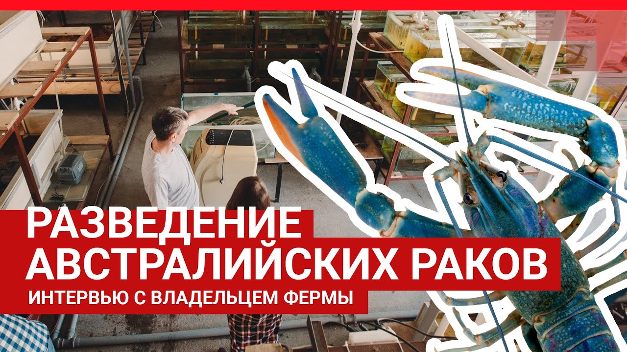 Бизнес на раках | 72.RU