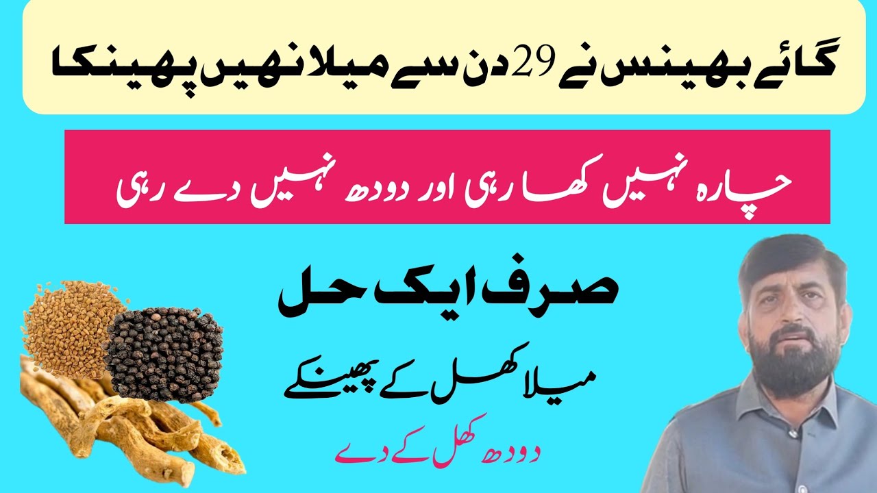 Cow Buffalo میلا Nahi پھینک Rahi | Decrease In Appetite And Milk | Lochia Problems | Doodh Barhain