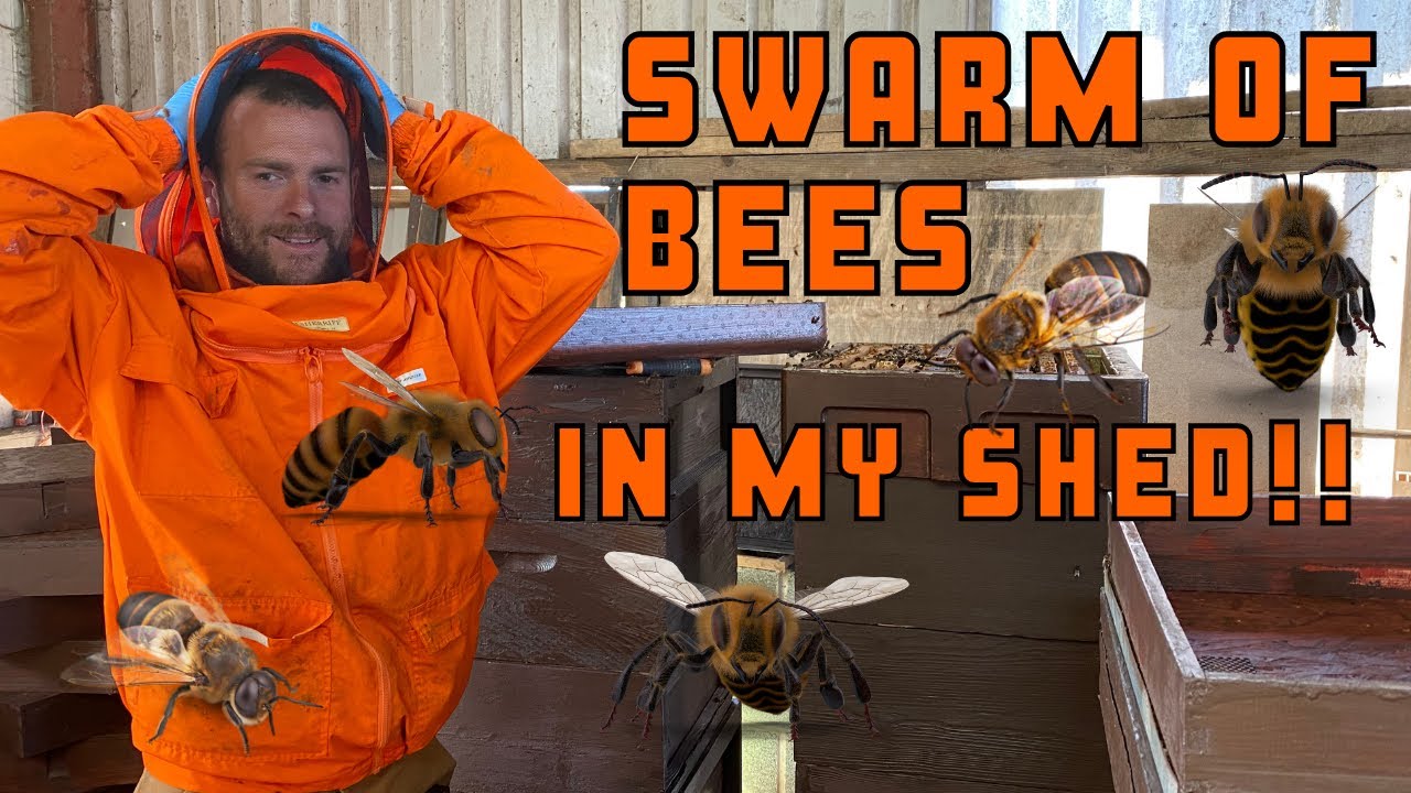Swarm Of Bees Has Landed In My Shed.....In April!!!
