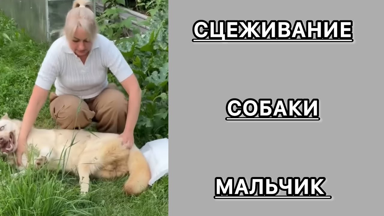 Сцеживание и уход за кобелем. Собака инвалид. #кошки #домашниеживотные #собаки