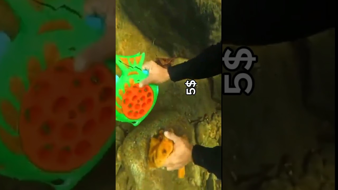 Underwater treasure found in Indian ocean 🪸🌊 