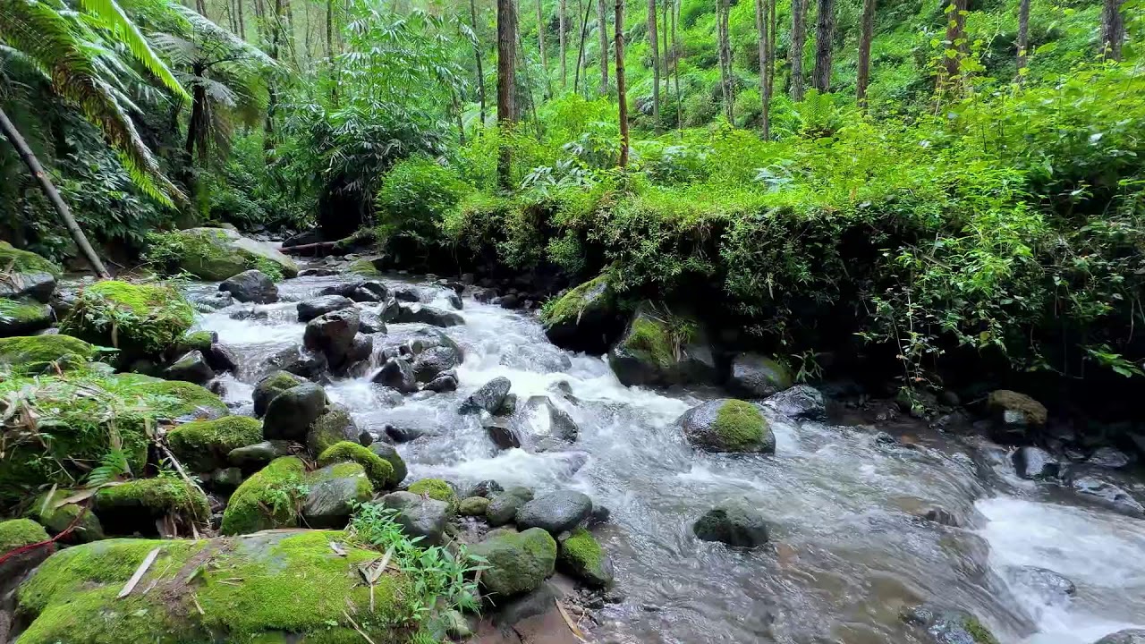 Feel quiet warmth with gentle river flow near a small forest creek to guide your mind into sleep