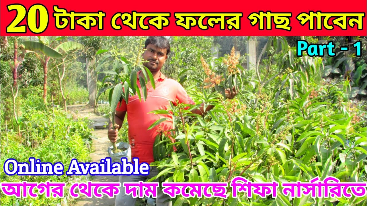 শিফা নার্সারি || 20 টাকা থেকে ফলের গাছ পাবেন || Part - 1 || ফল ও ফুল গাছের আদর্শ একটি নার্সারি  ||