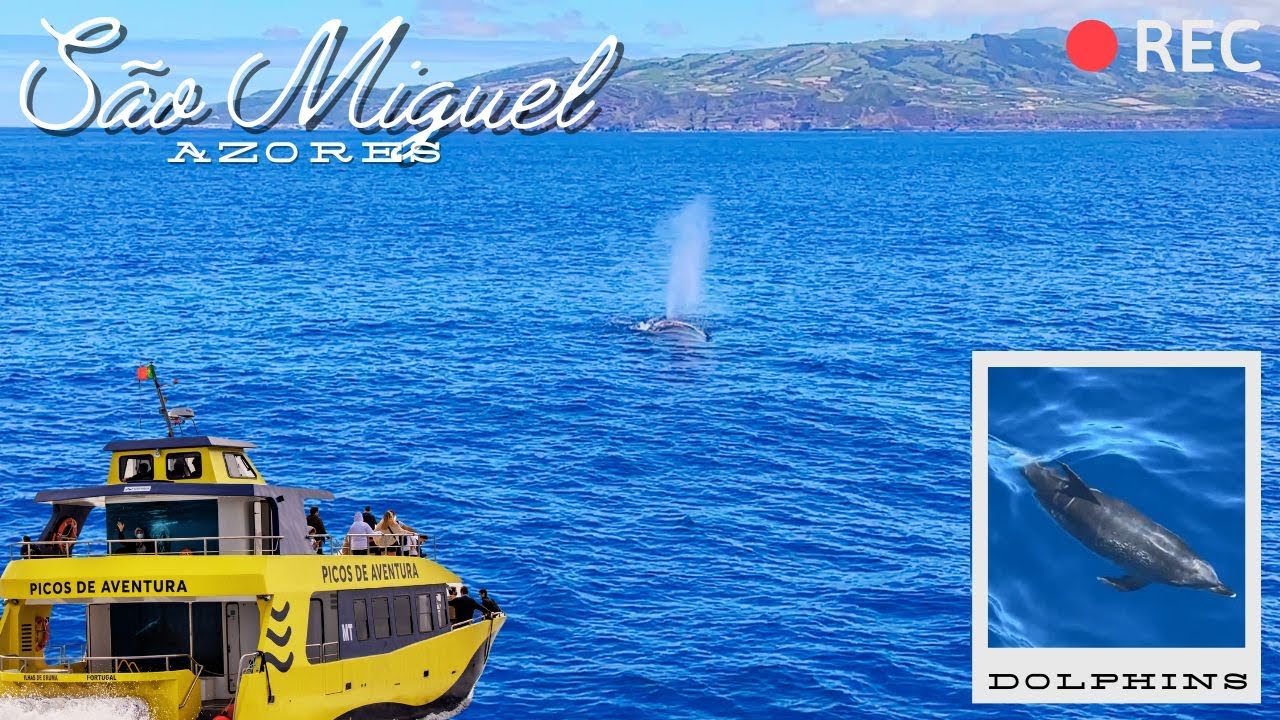 🇵🇹The Incredible Whales & Dolphins of São Miguel Island Azores