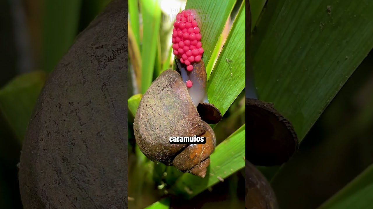 Se VOC&Ecirc; Achar Esses OVOS ROSADOS... DESTRUA-OS Sem D&Oacute; Nem PIEDADE (cr&eacute;ditos: snail_slayer_)