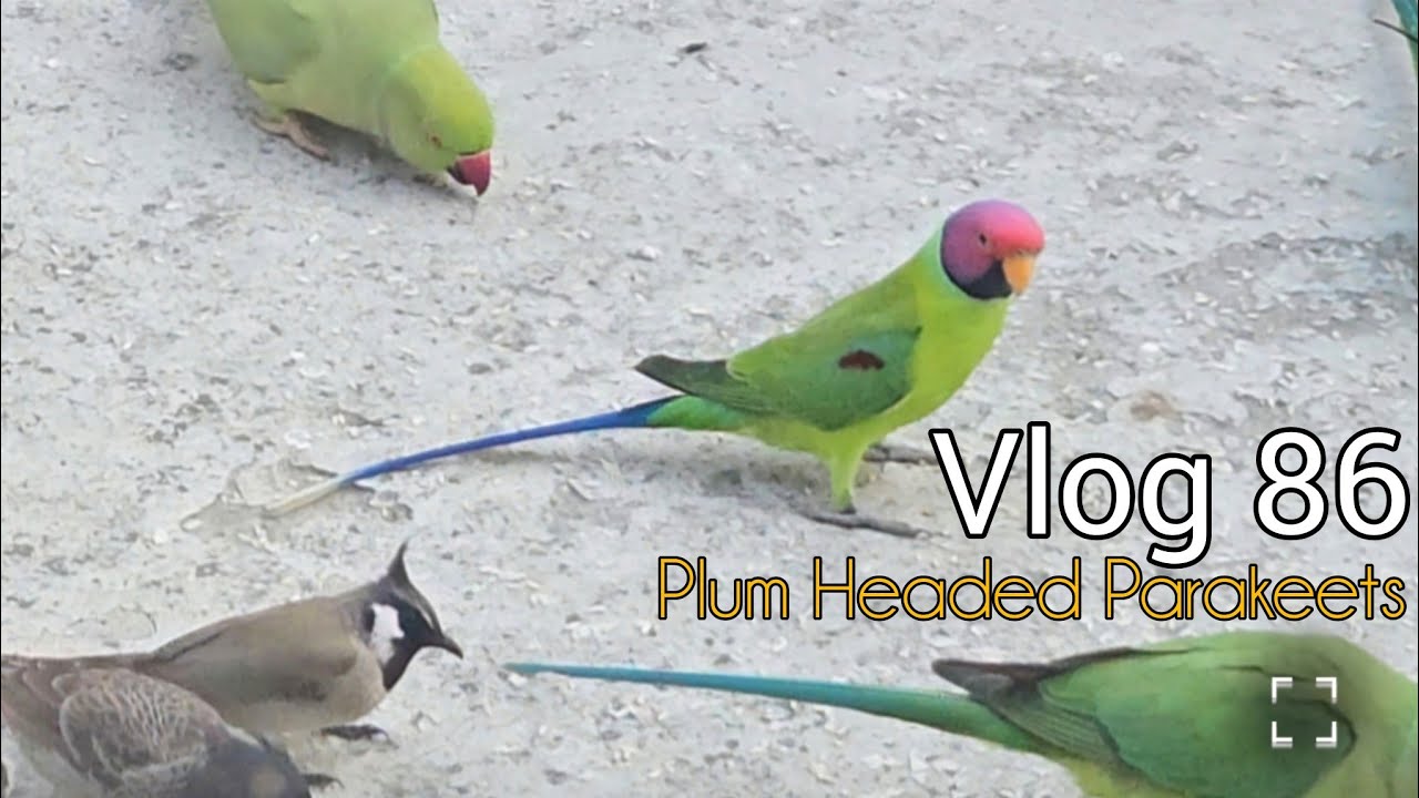 Plum Headed Parakeets 🦜 Jammu Village Mai Pehli Baar 😍 | Village Vlog India | Rural India
