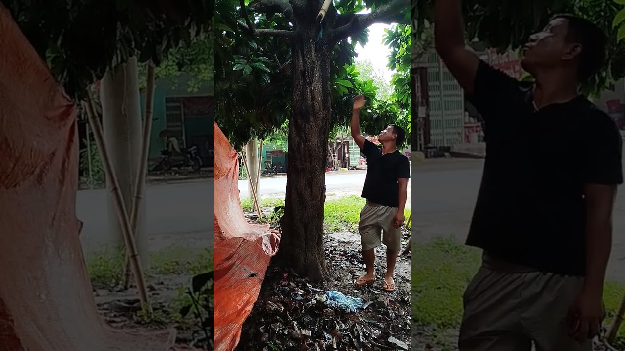 Cây trứng gà khủng nhất lạng sơn lh 0979289606