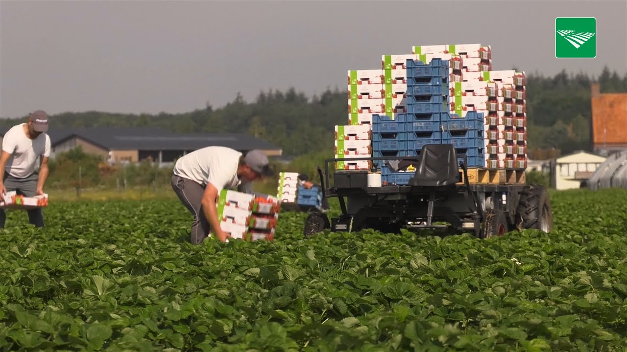 Limalexia biedt grote aardbeien in hete zomer
