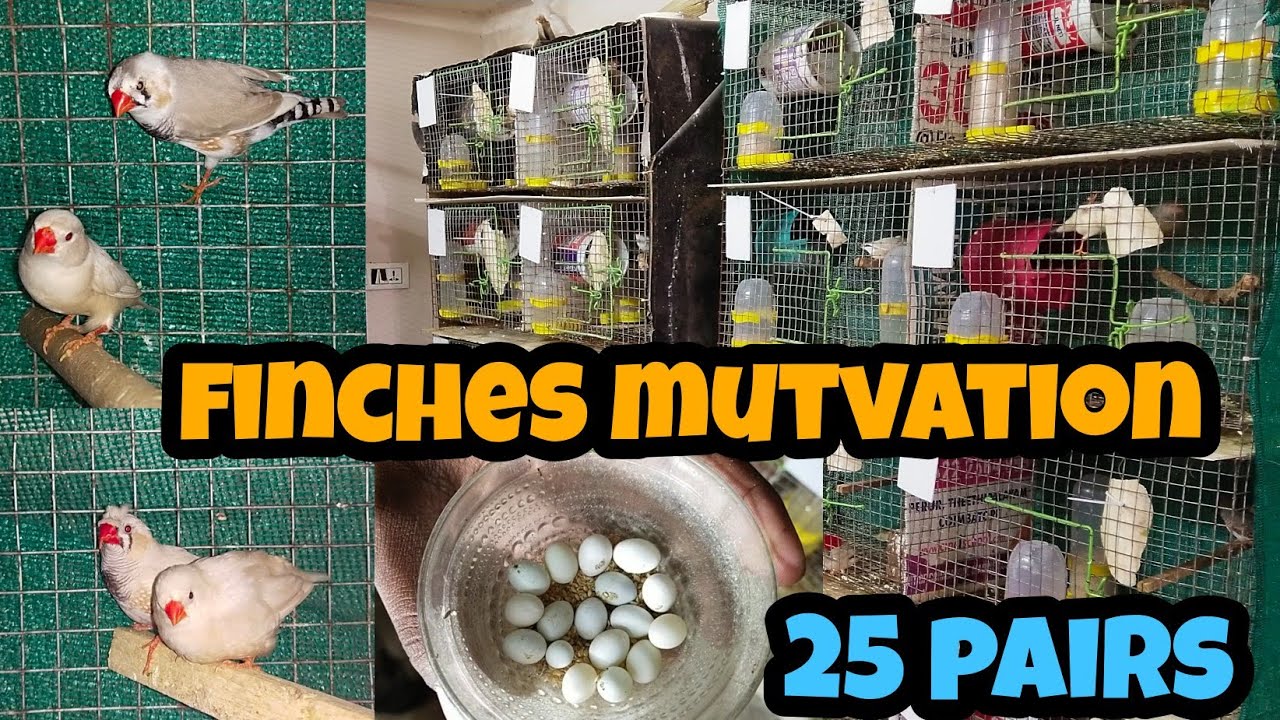 Зяблики - 25 пар, обустройство клетки и корм для разведения/декоративные амадинные/хохлатые/гиган...