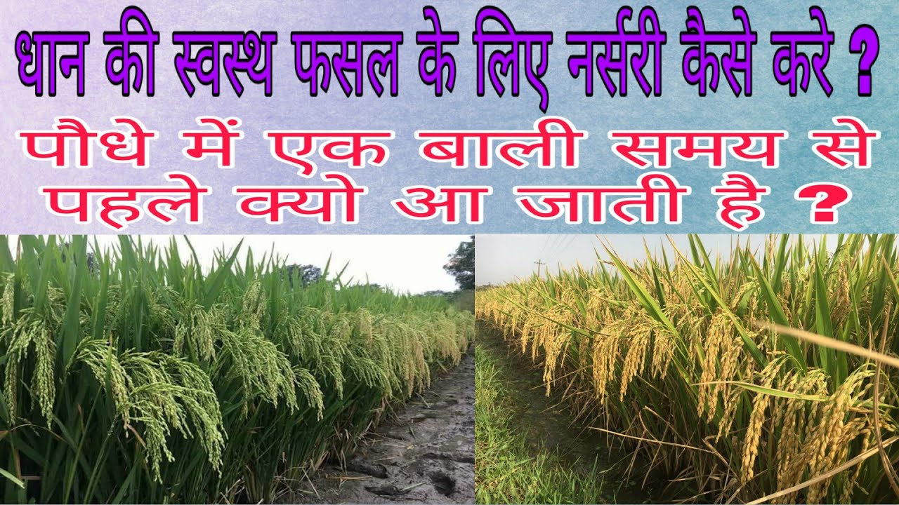 धान की अधिक पैदावार के लिए तैयार करे स्वस्थ नर्सरी।Healthy Nursery।धान की पौध में यह गलती कभी न करे।