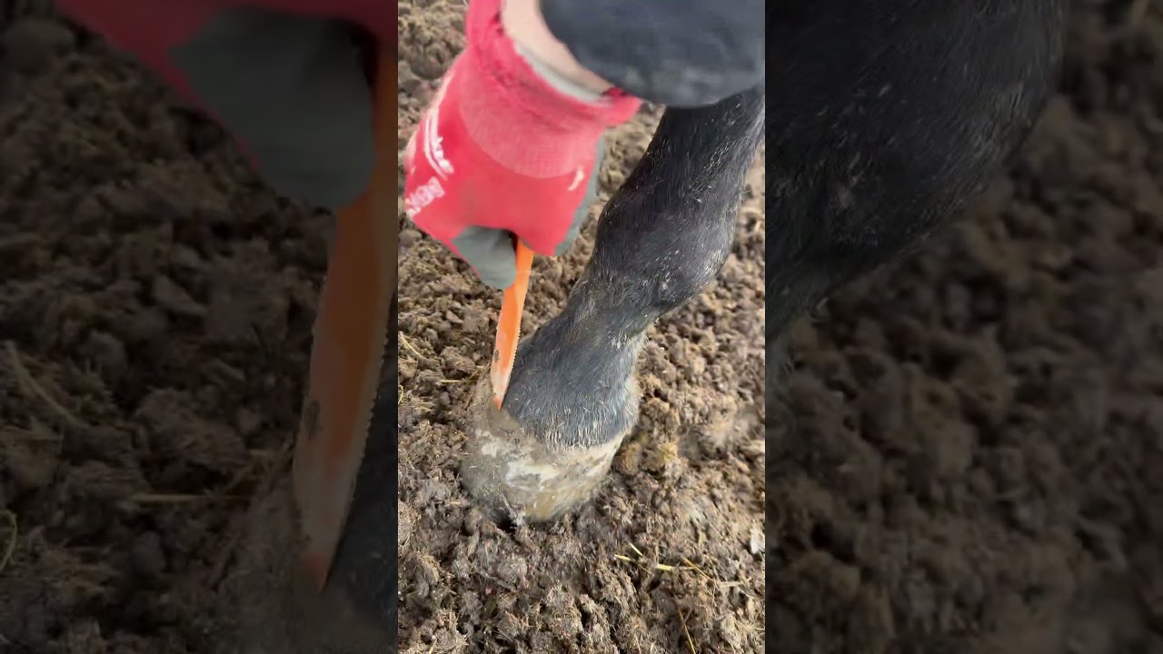 Ask the farriers! HoofWand available at www.rancherspreferred.com 