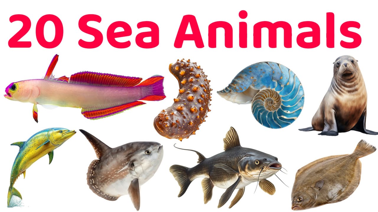 20 Sea Animals Name for Kids | Learn Ocean Animals in English | Educational Video 