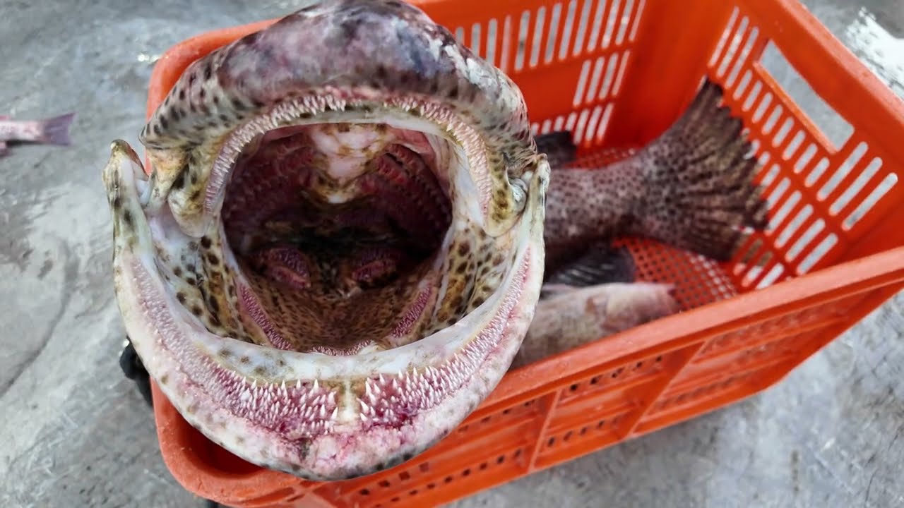 Raw fishing trip with TK Offshore Fishing - Trapping in the Timor Box