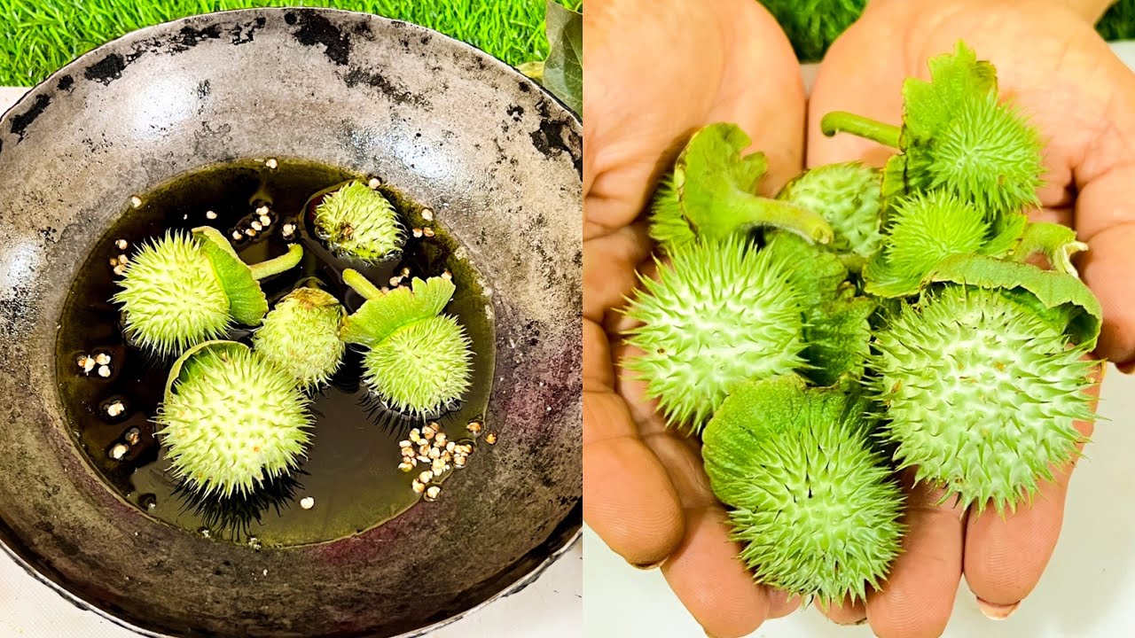 मरते दम तक नहीं होगा कमर दर्द,घुटनों में दर्द, चोट मोच के दर्द मिनटों में ख़त्म करें/धतूरे कि फ़ायदे