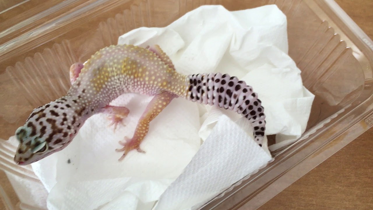 Unboxing νέου αρσενικού super hypo snow κηλιδωτού γκέκο
