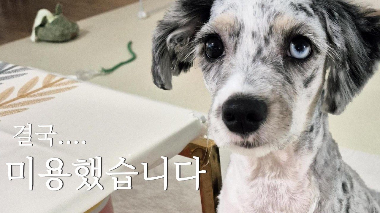 [오시두들 세인트] 강아지 털 한번 밀어보자 vs 그대로 두자… 결국 이렇게 됐어요