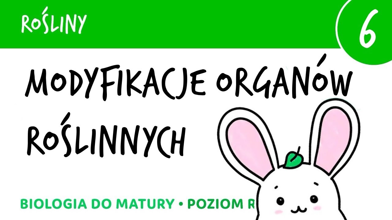 Rośliny 6 🌳 Modyfikacje organów roślinnych - biologia do matury liceum