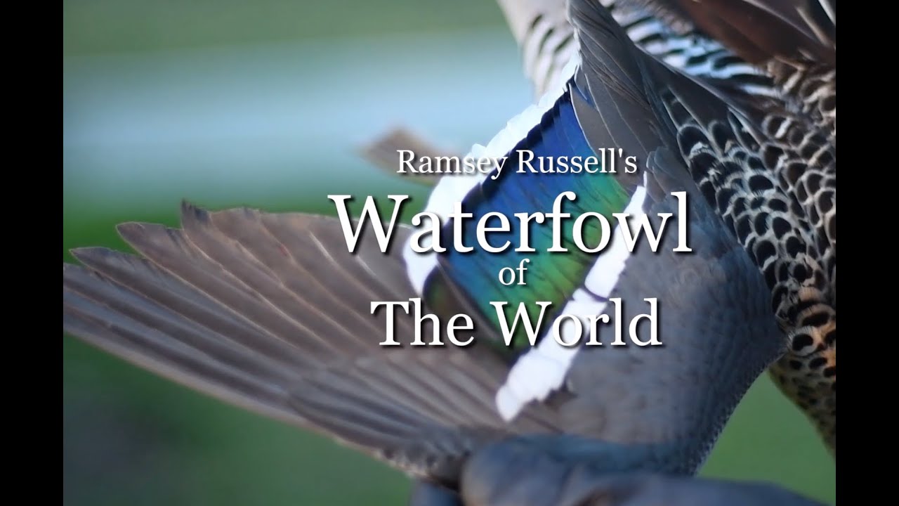 RAMSEY RUSSELL'S WATERFOWL OF THE WORLD: ARGENTINA
