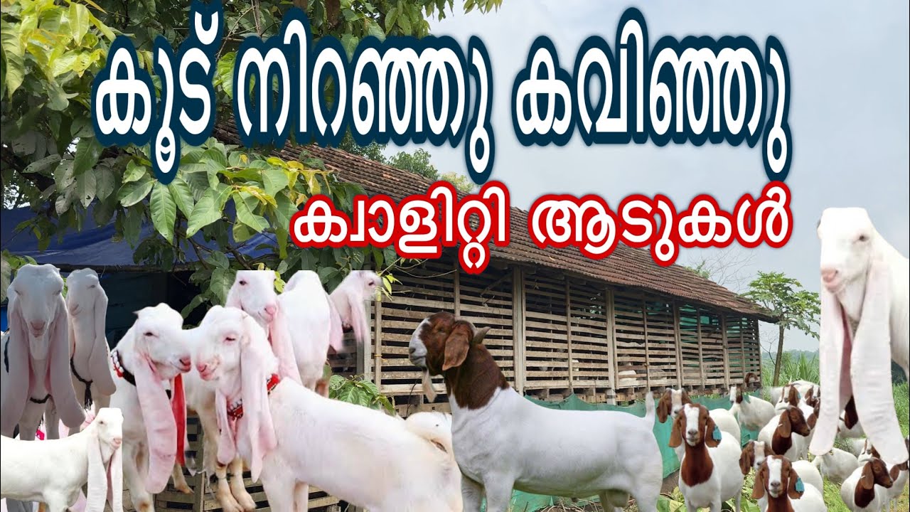 പെറ്റ് പെരുകിയാൽ പിന്നെ എന്ത് ചെയ്യും മാതൃക ആട് ഫാം new goat farm kerala malayalam