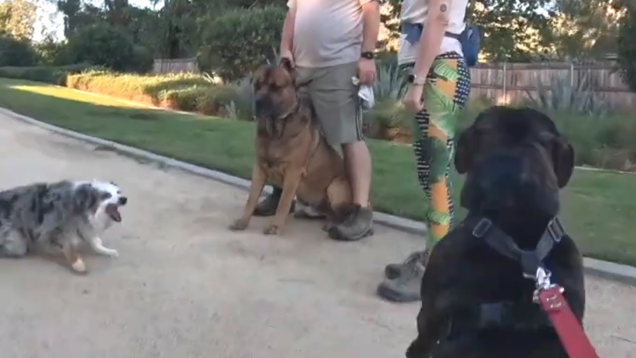 Staffordshire Bull Terrier Meets a Giant Cane Corso!