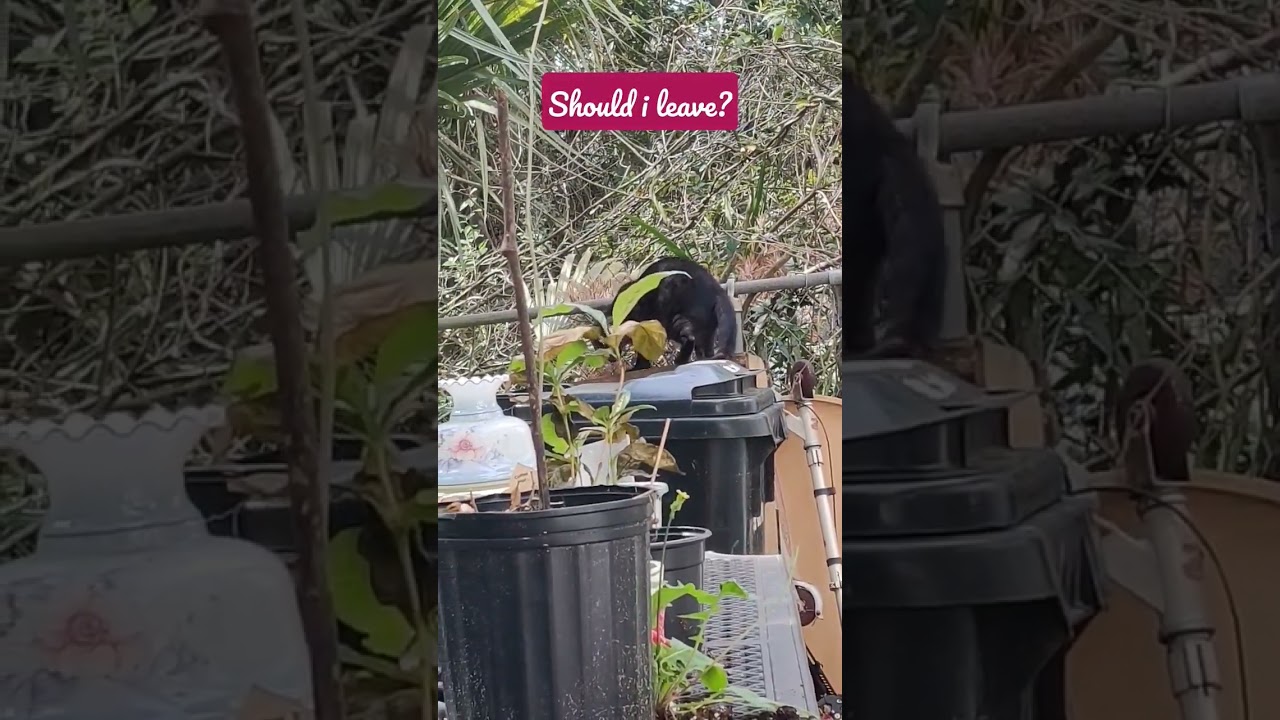 should i stay or should I go? 