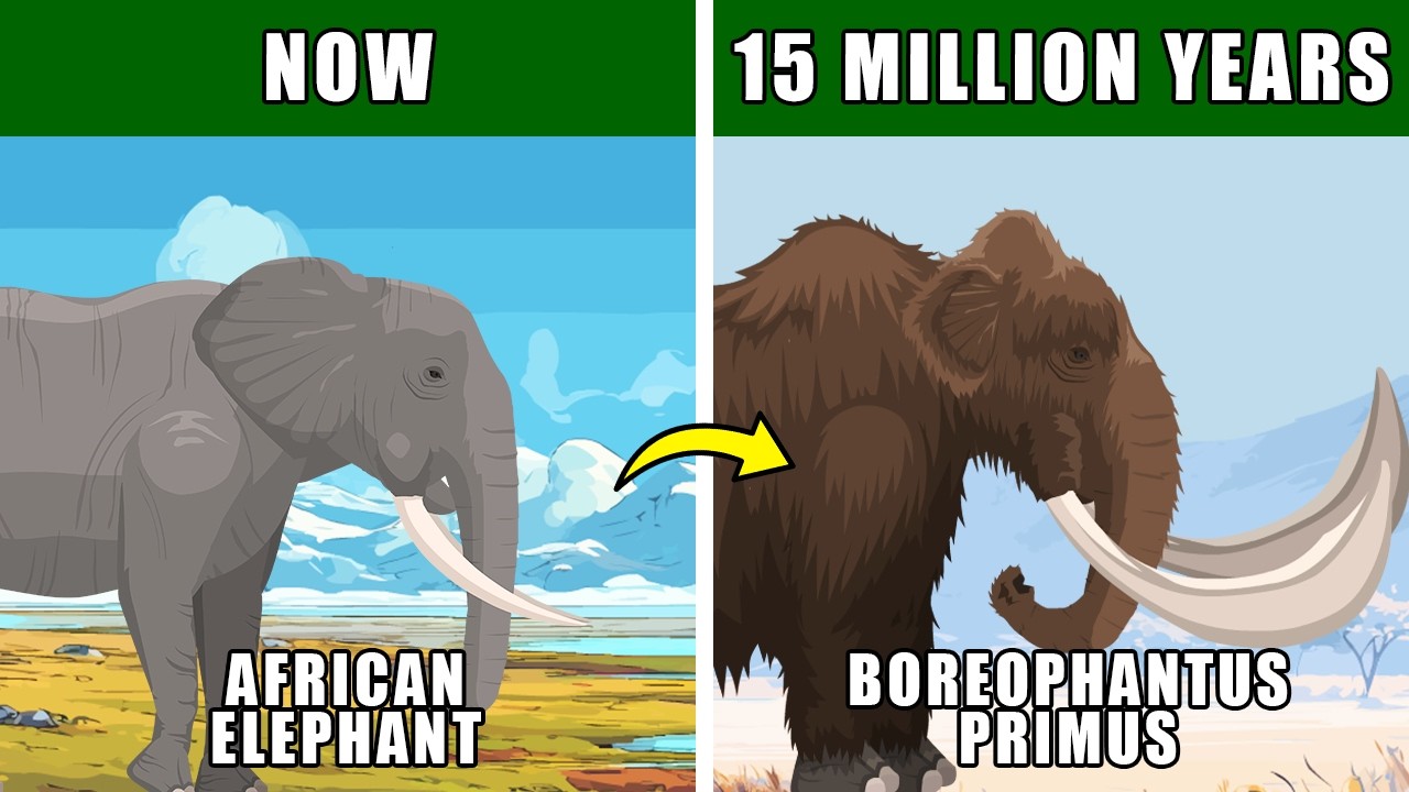 Elephant Tundra Evolution: How Elephant might evolved on American Tundra