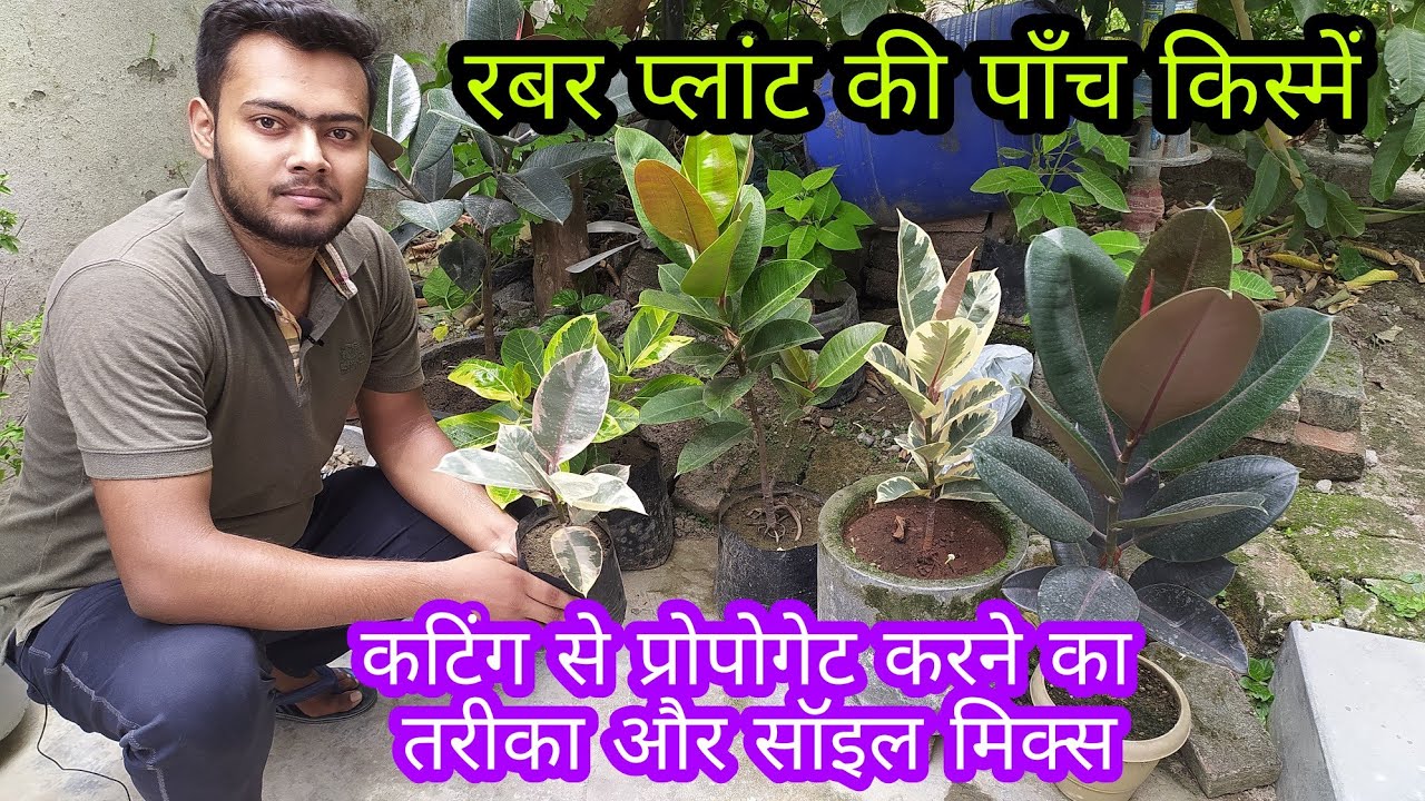 Rubber Plant, Varieties and Propagation from Cutting