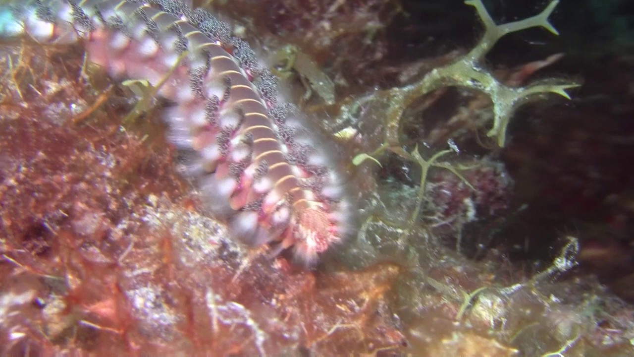 Bearded fireworm