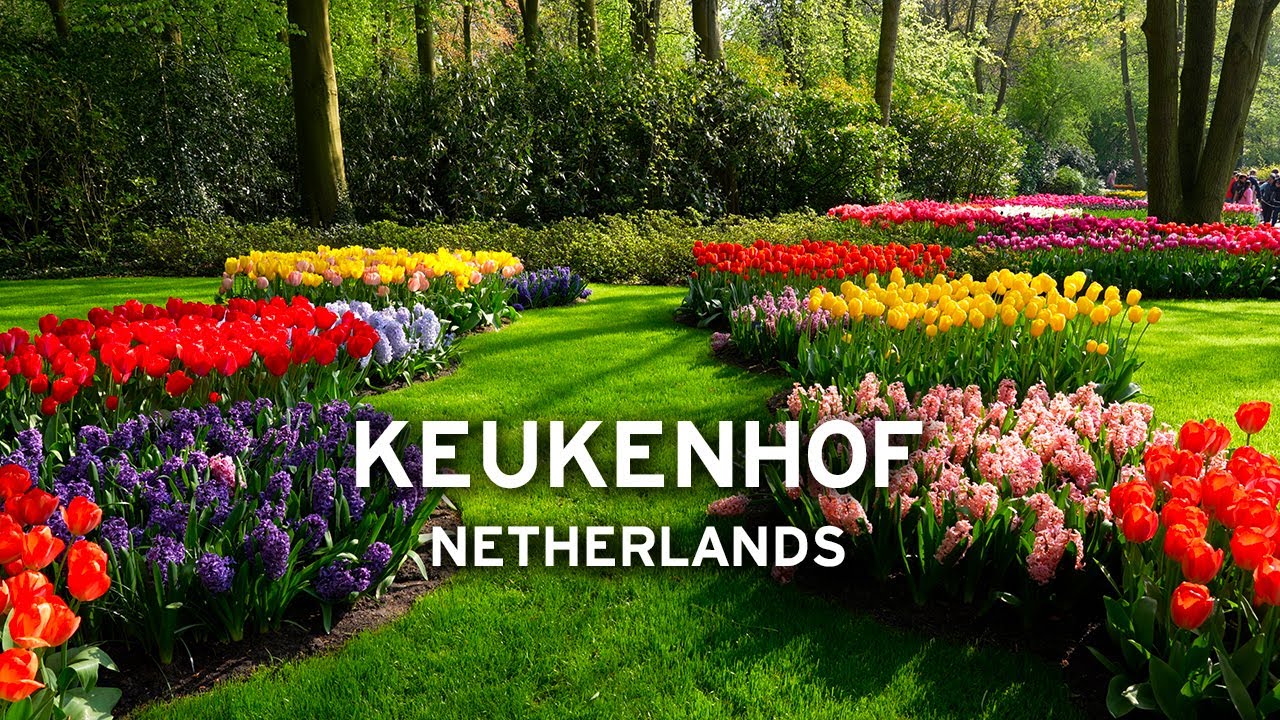 🇳🇱 Keukenhof in May - Netherlands   [4K]