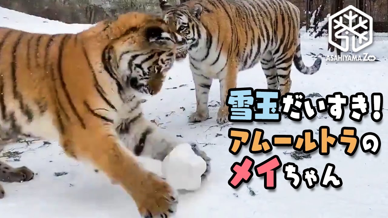 【旭山動物園】雪玉大好き！アムールトラのメイちゃんと子煩悩ザリアお母さん[Asahiyama Zoo]Amur Tiger Mei and her mother, Zaria