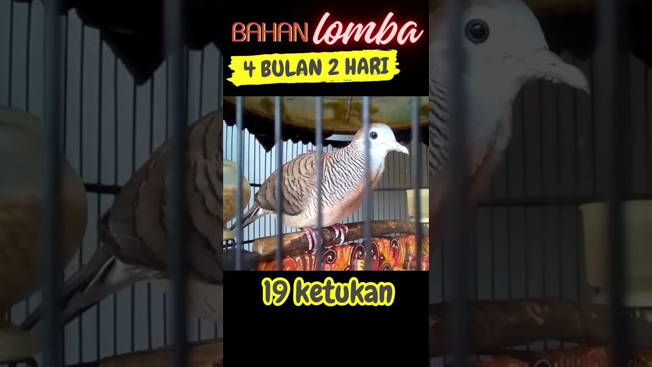 perkutut bangkok BAHAN LOMBA SUPER tengah banyak ujung PANJANG AJO-2328 HORNET