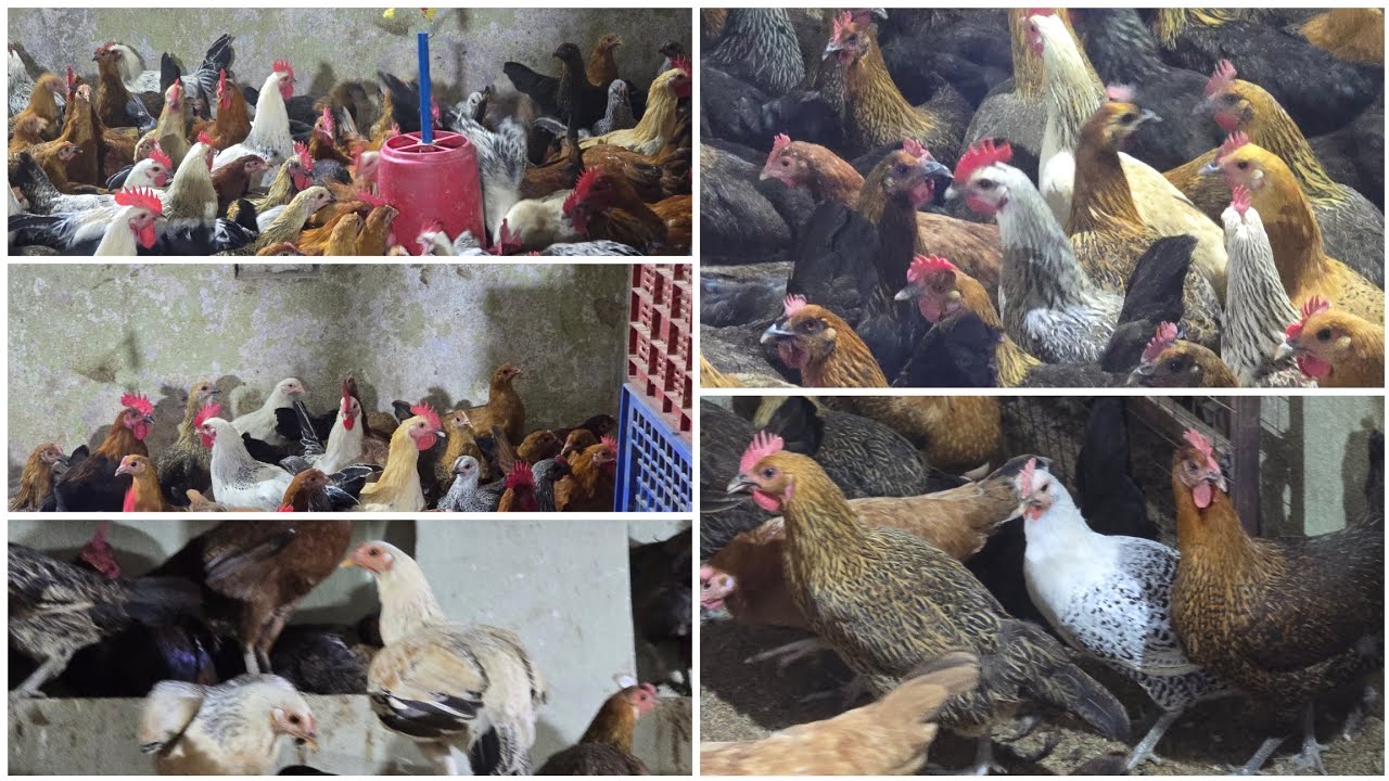 DESI SONALI COLOURFUL MALE FEMALE VERY REASONABLE PRICE AVAILABLE AT IR DESI FARM CONT:7993776631