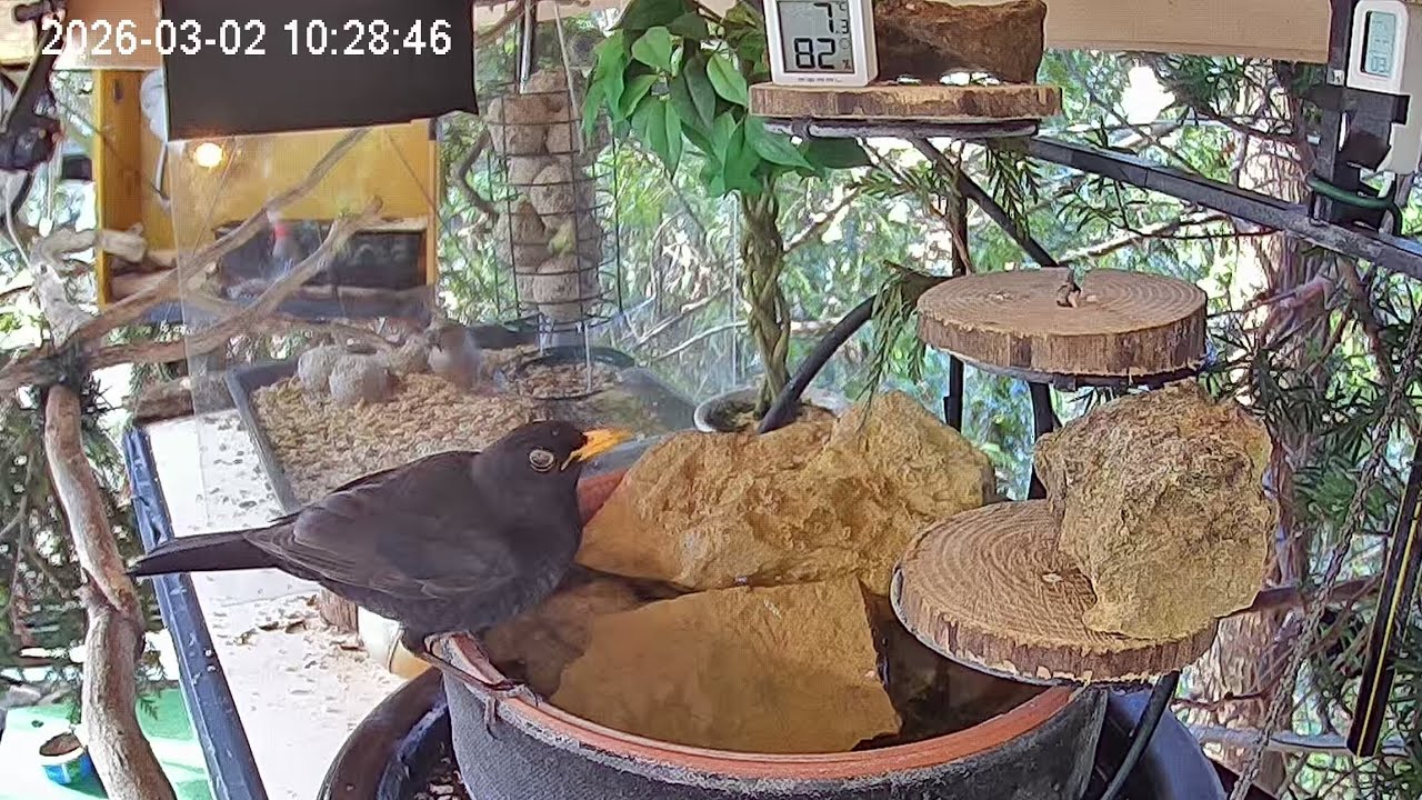 Vormittags am Vogel-Spa (02.03.2026)