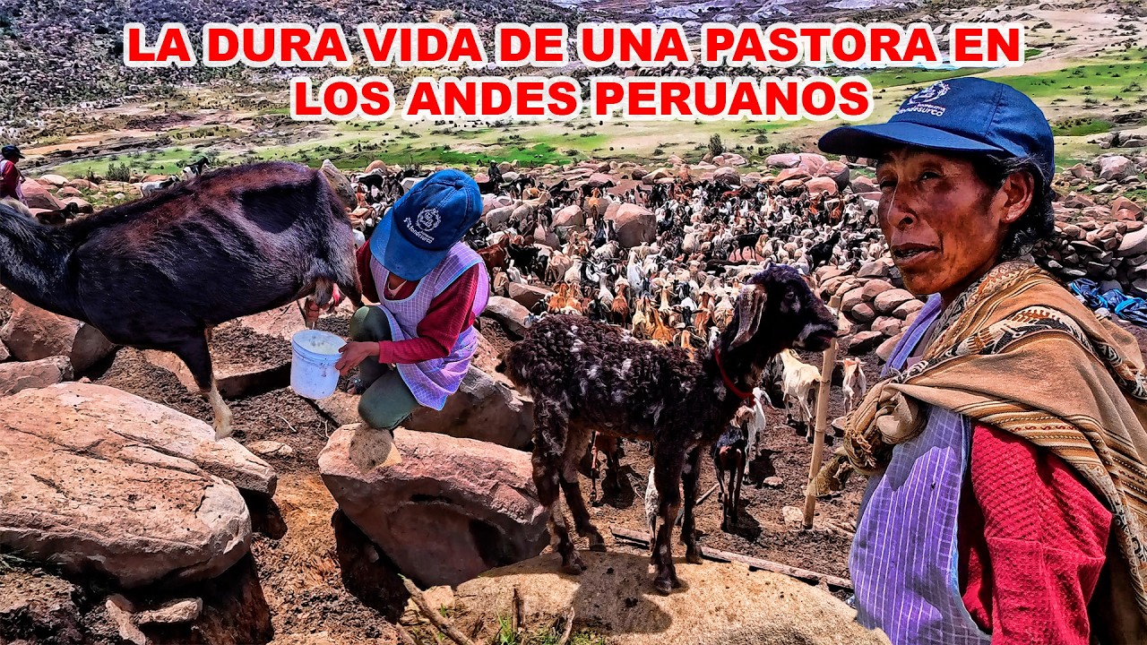La DIFÍCIL vida de DOÑA YOLANDA en las ALTURAS de los ANDES PERUANOS, pastando sus CABRAS.