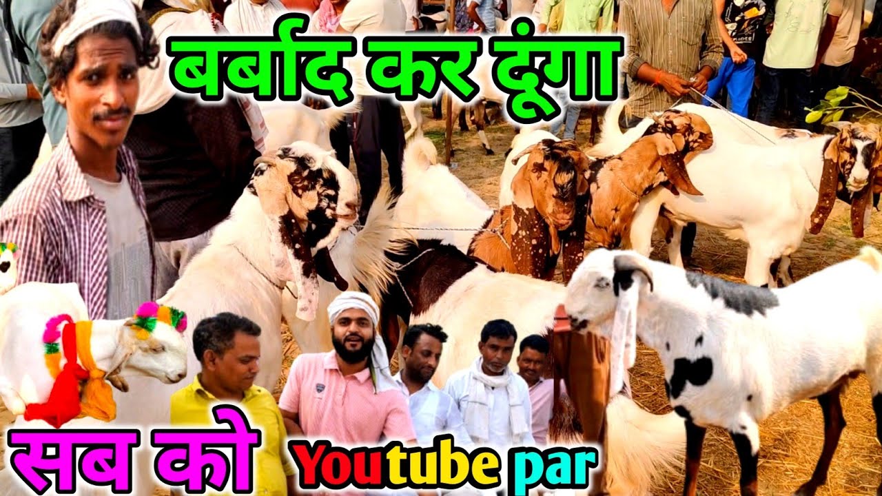 Youtube पर सब को बर्बाद कर दूंगा अब यही जींद है |Sikandrarao bakra mandi new update May 21 2025