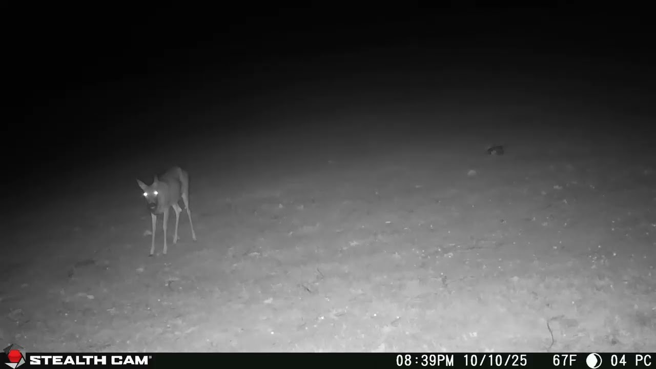 10 10 2025 Nighttime Homestead Visitors on Trail Cam  Deer, Cats & More Under the Stars