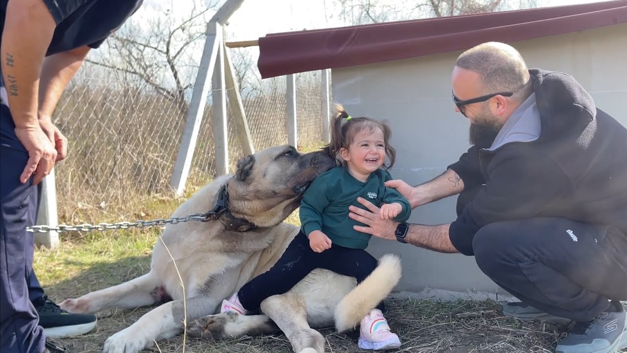 MİNİK KIZ MAVİNİN DEV KÖPEKLERDEN KORKMAMASINA HAYRAN KALDIM😂