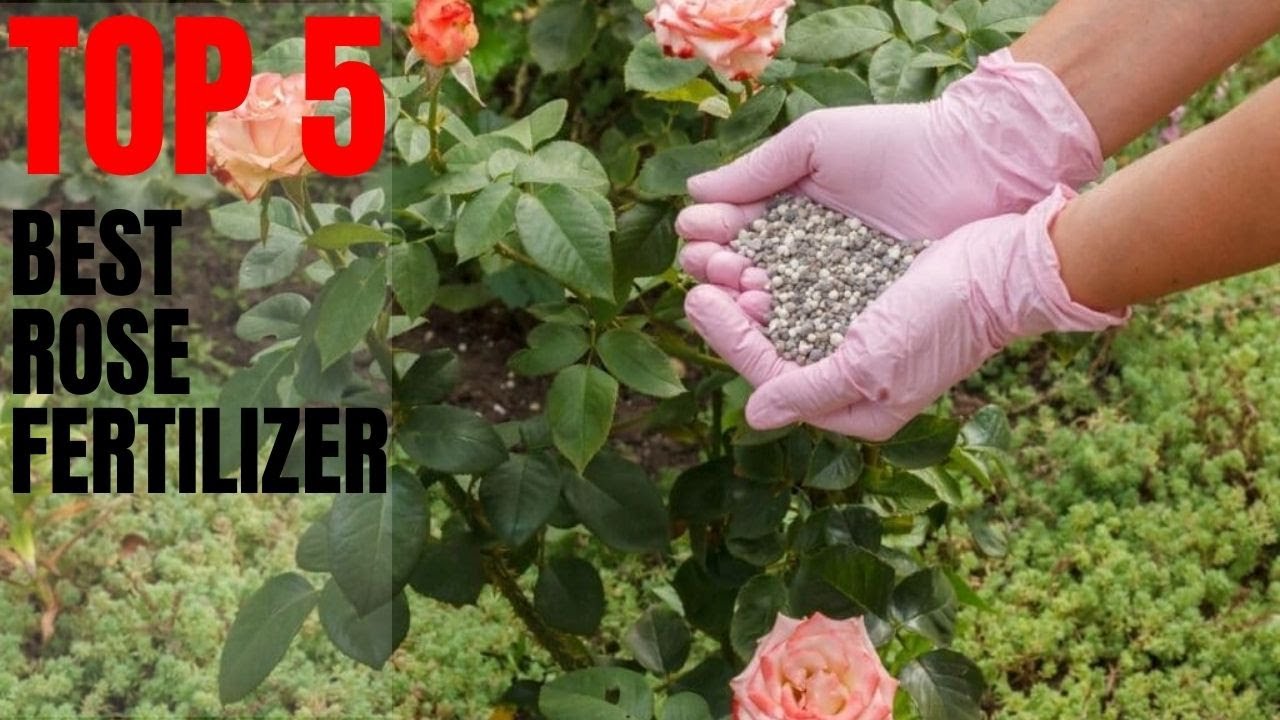 🌿 TOP 5: Best Rose Fertilizer | Fertilizer for Rose Plant 🌿