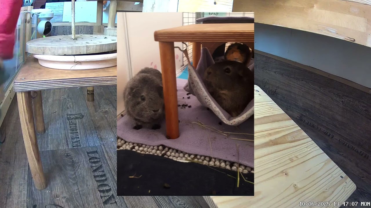 Our Guinea Pigs - Wheek 41