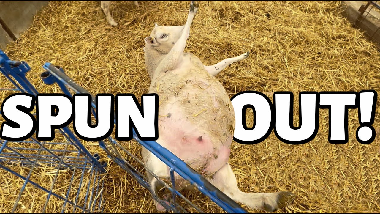 EWE spin me right round BABY... literally.🤦‍♀️ |  THIS LAMBING HAS GOT ME SPINNING.😬 | Vlog 461