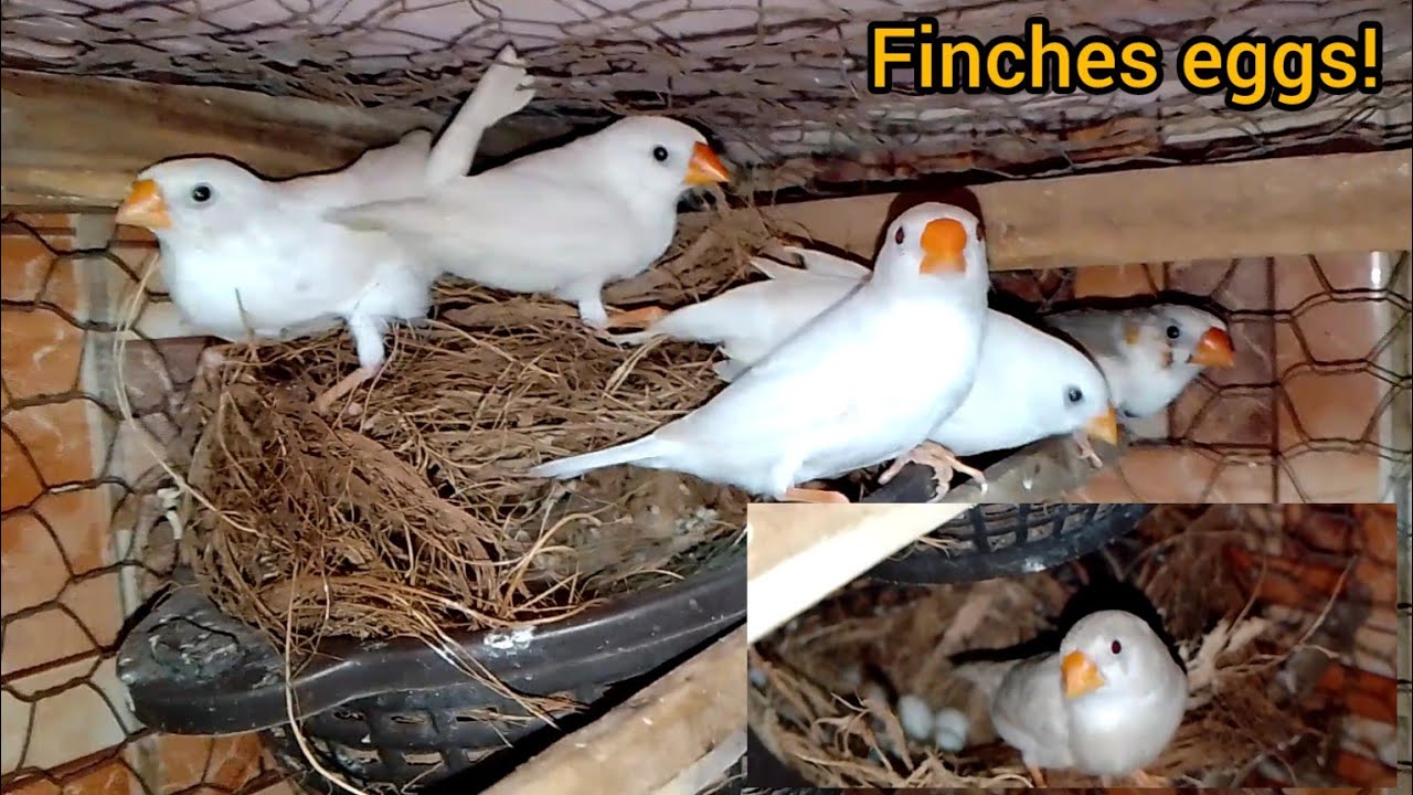 Zebra finches eggs update