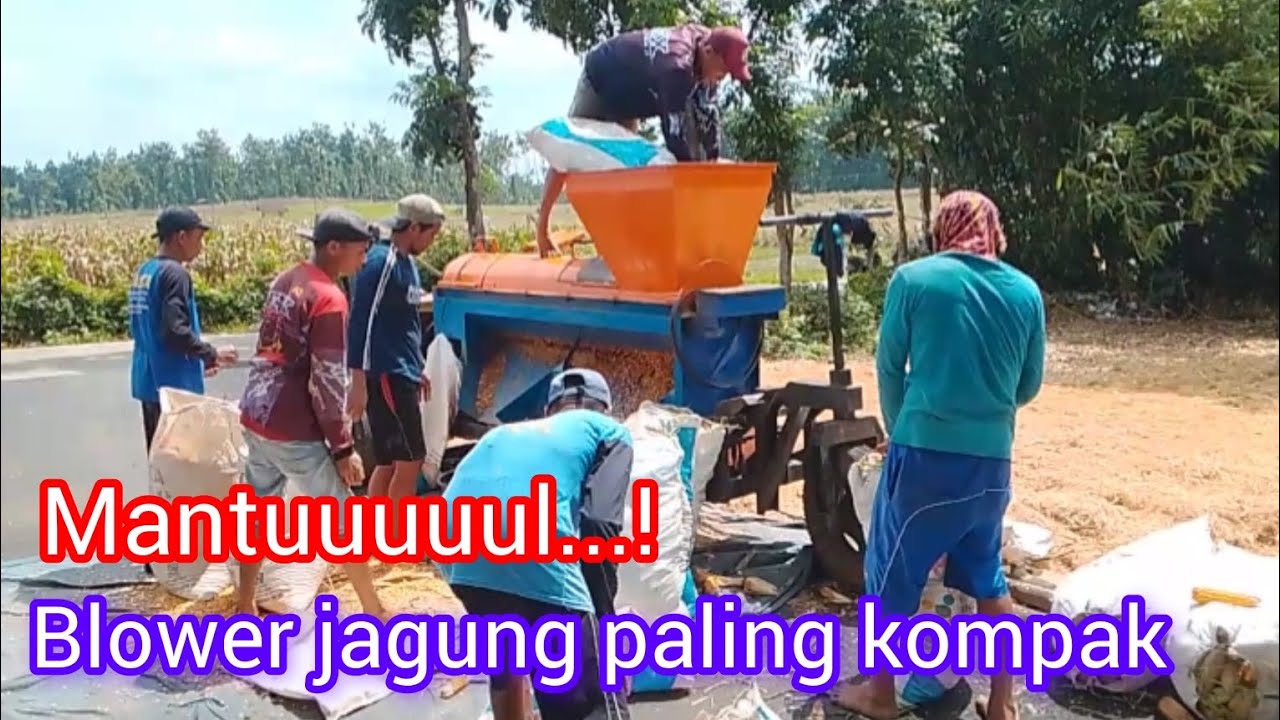 Blower jagung banyak pekerja #viralvideo #fypシ゚viral #blowerjagung 