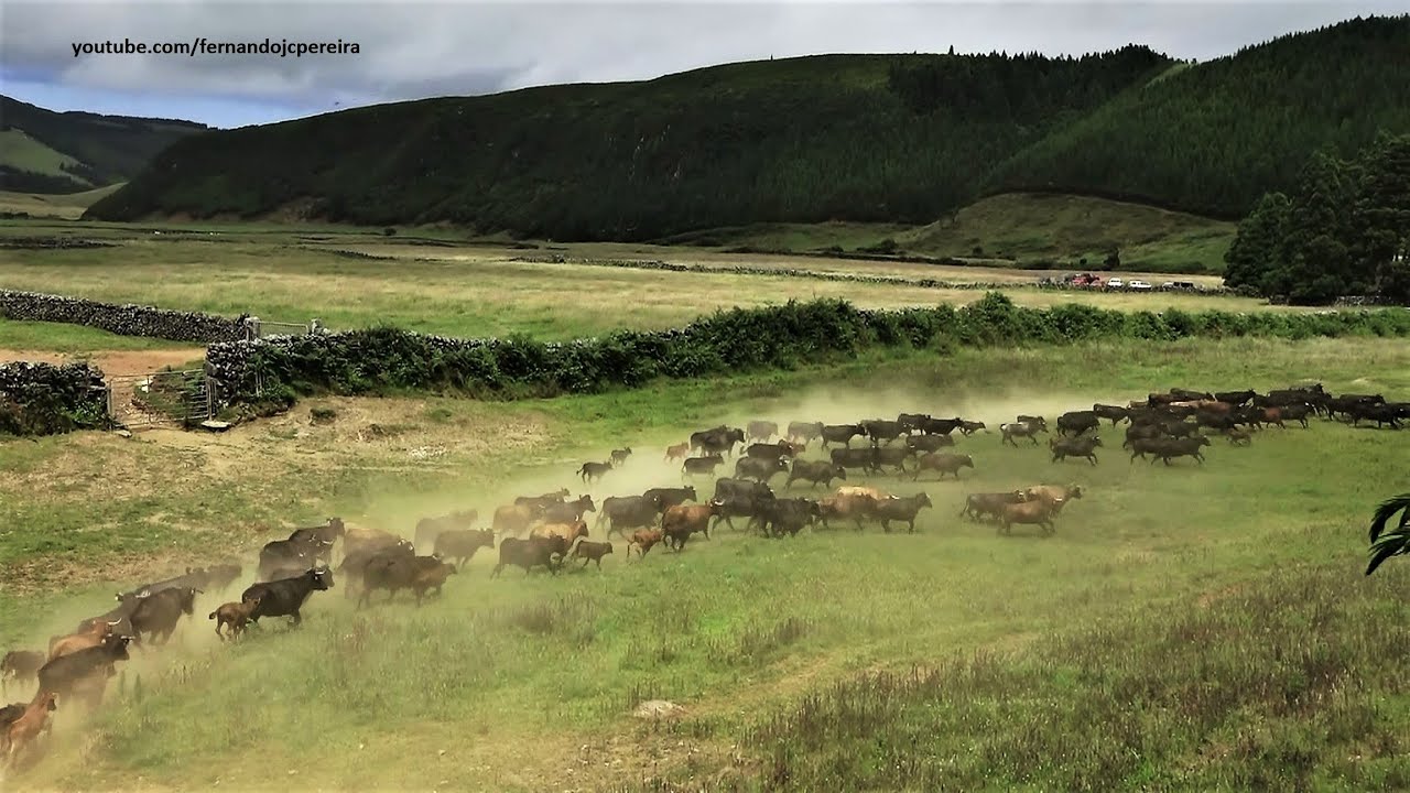 Ganadaria RB - Separação e Colocação De Brincos Nos Bezerros