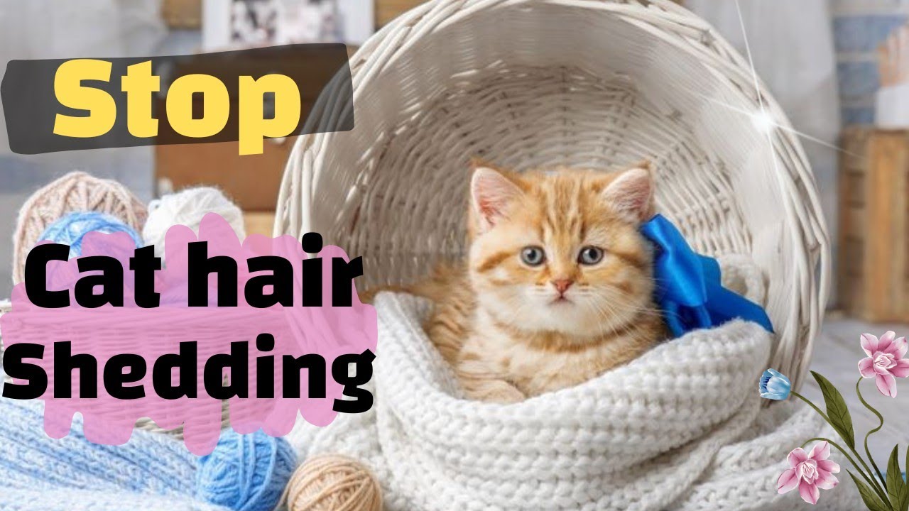 cat shedding problems?
