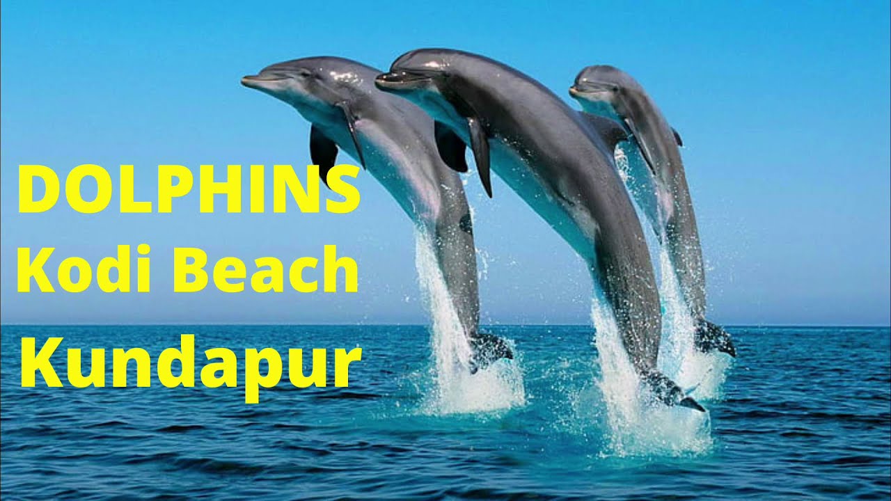 Dolphins at Kodi Beach Kundapura I Seawalk I Mangrooves Boat Ride