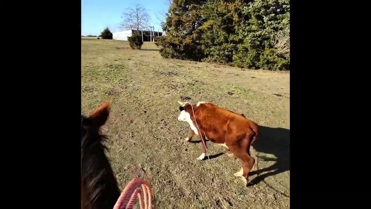 Movin’ Momma Cow-Part 2