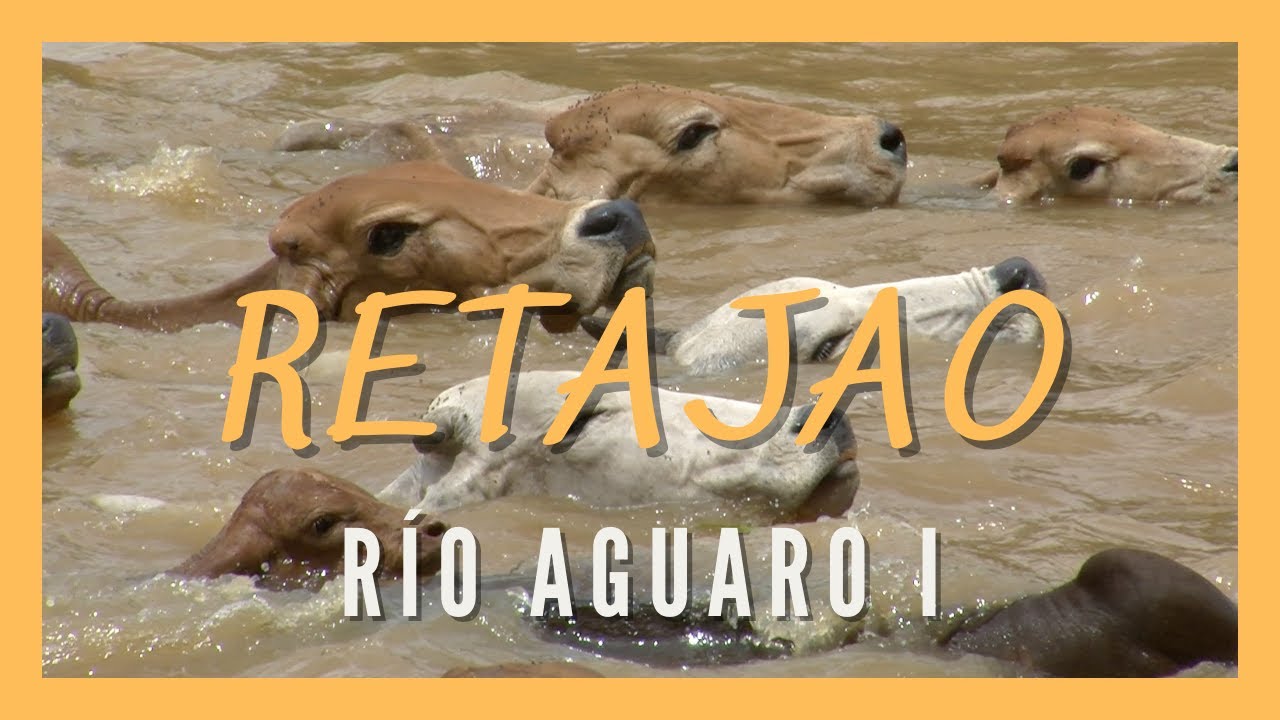 RETAJAO. RIO AGUARO (PARTE I). Llanos del Orinoco. Trabajo de llano. Vaquerías. Arreo de ganado.